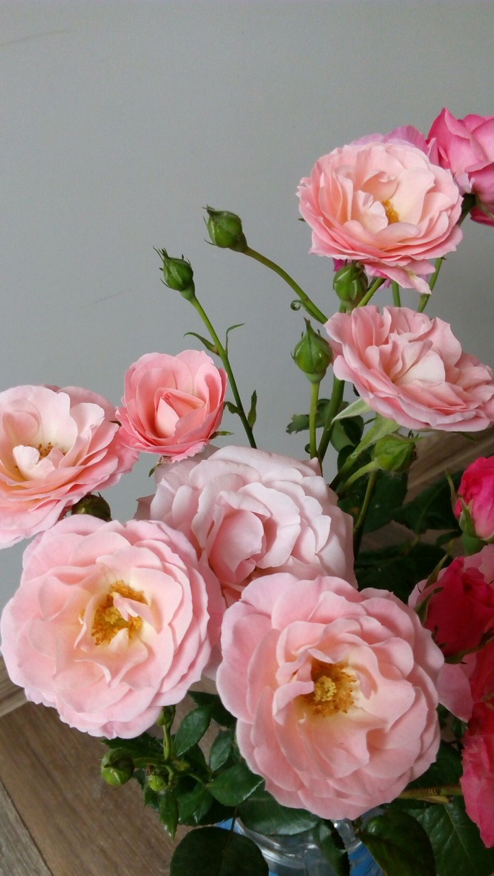 #roses