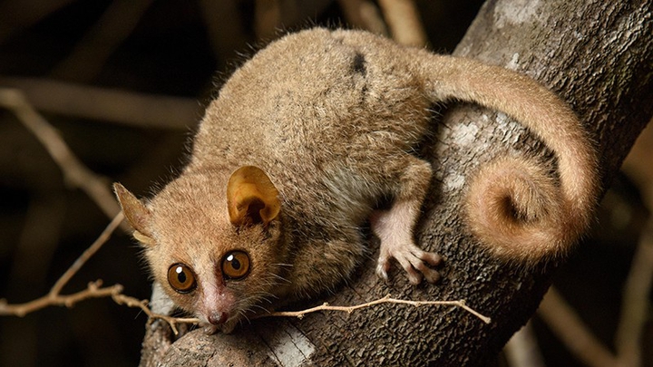 Mouse Lemur