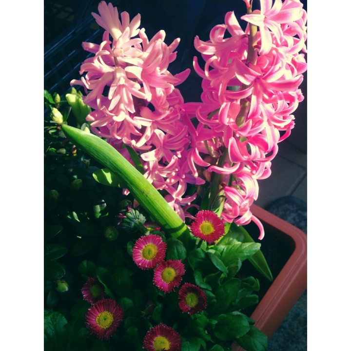 flower