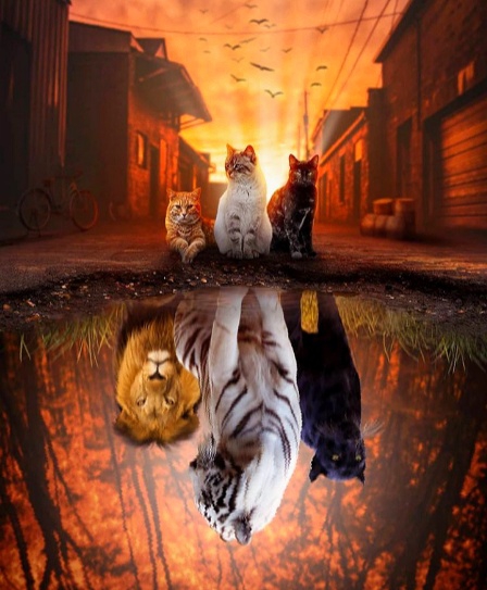 cat
