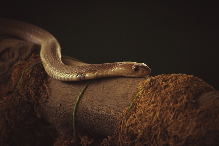 The Serpent