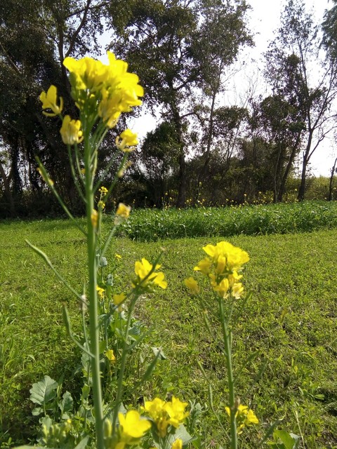 nature