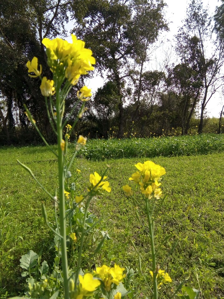 nature