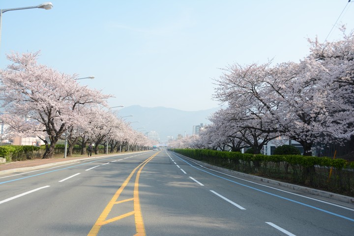 진해이미지
