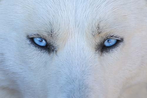 Siberian Husky