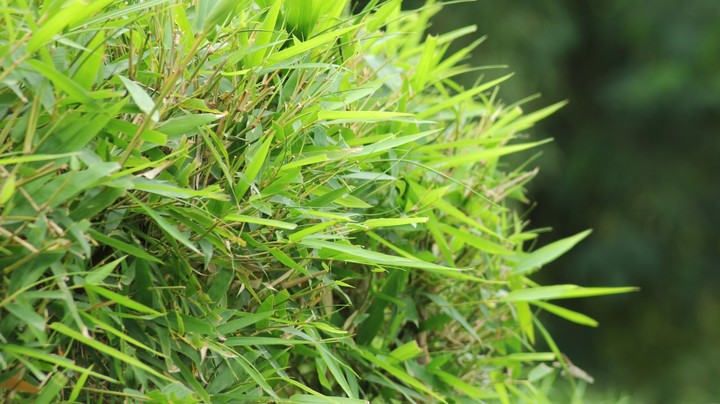 grass