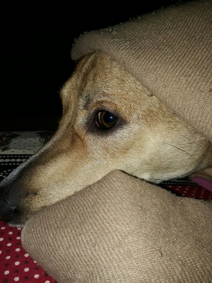 pet