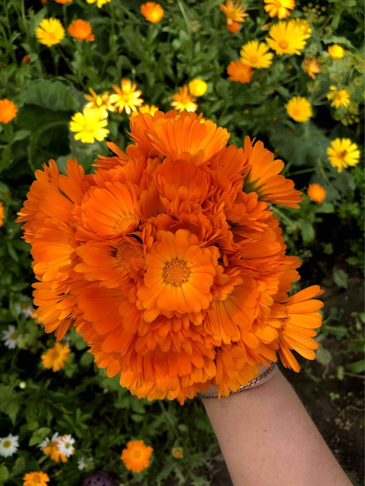 Calendula