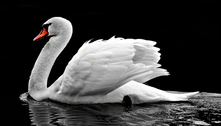 Swan