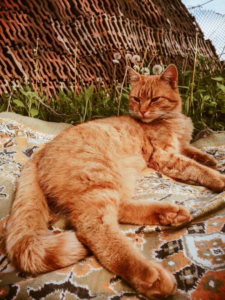 cat