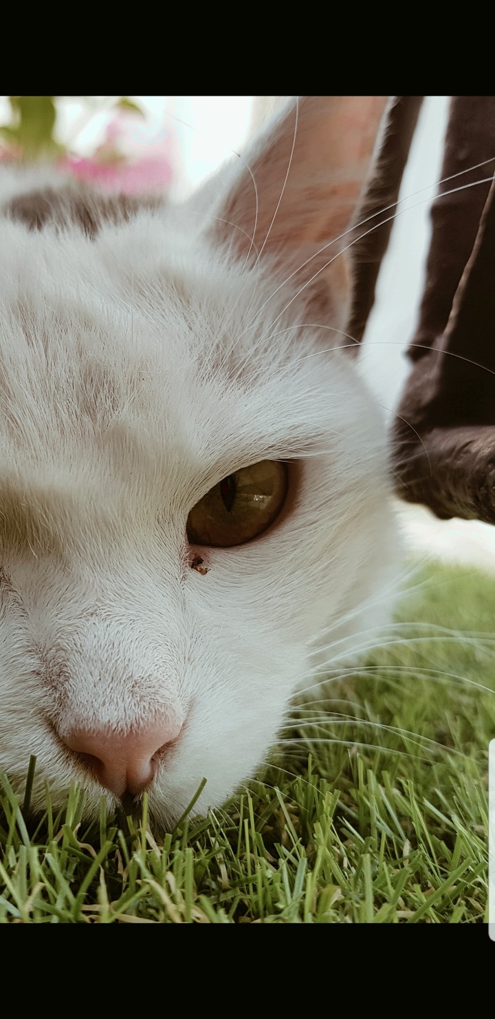 kitty