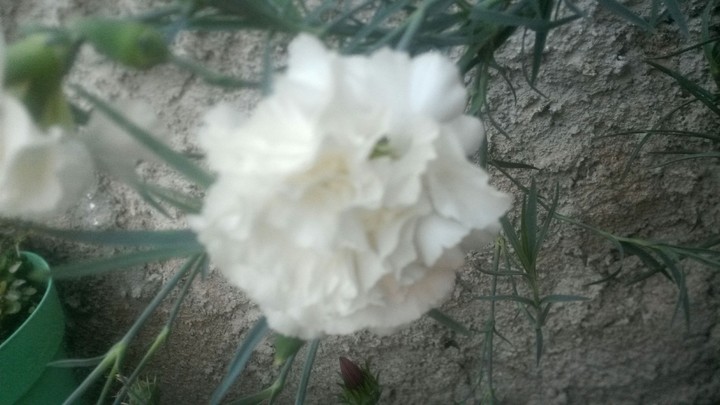 _beutefol_