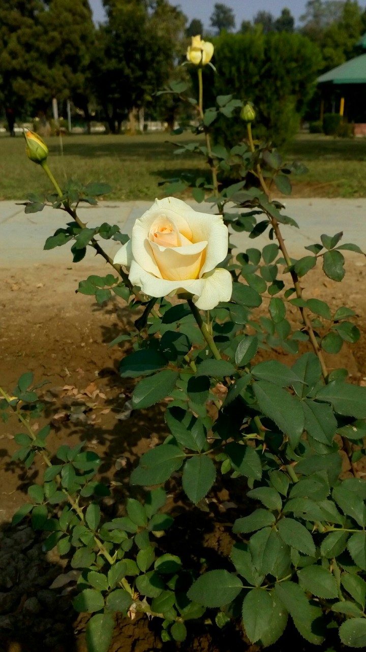 Yellow Rose