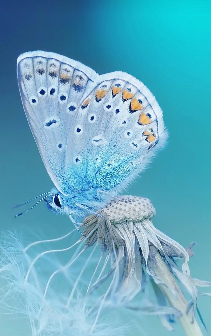 N.