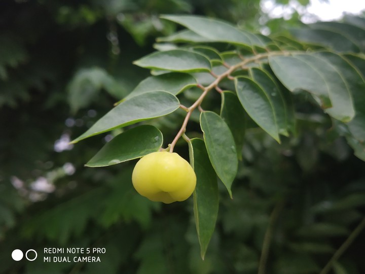 fruit