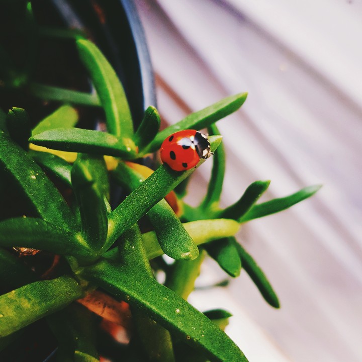 coccinelles
