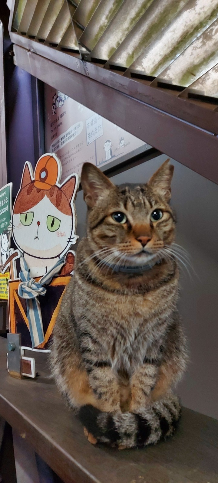 cats village