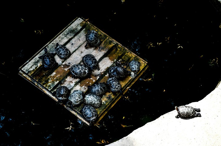 Turtles in the pond
