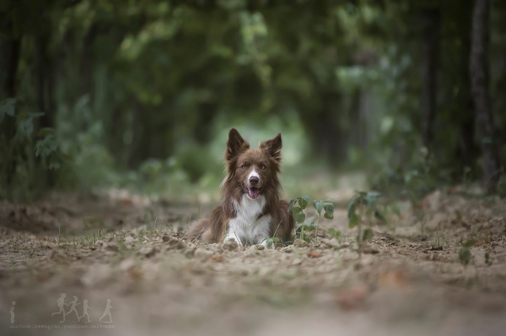 The Border Collie Because There Is No Better Dog