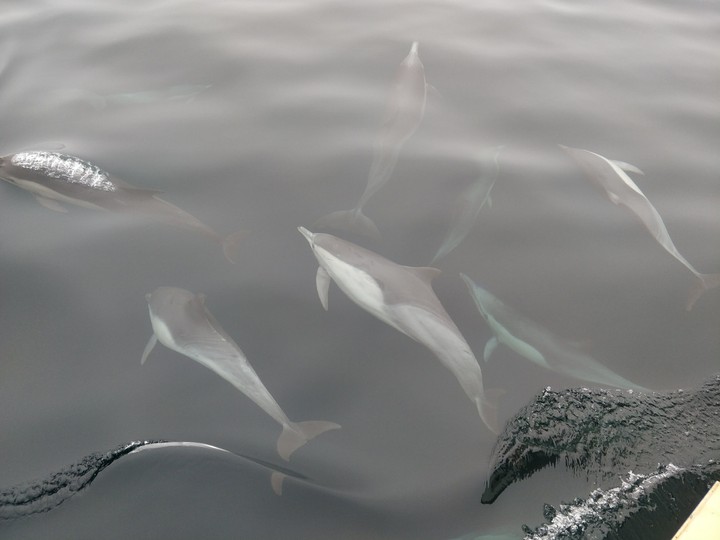 Lovely Dolphins, in their best, in nature!!