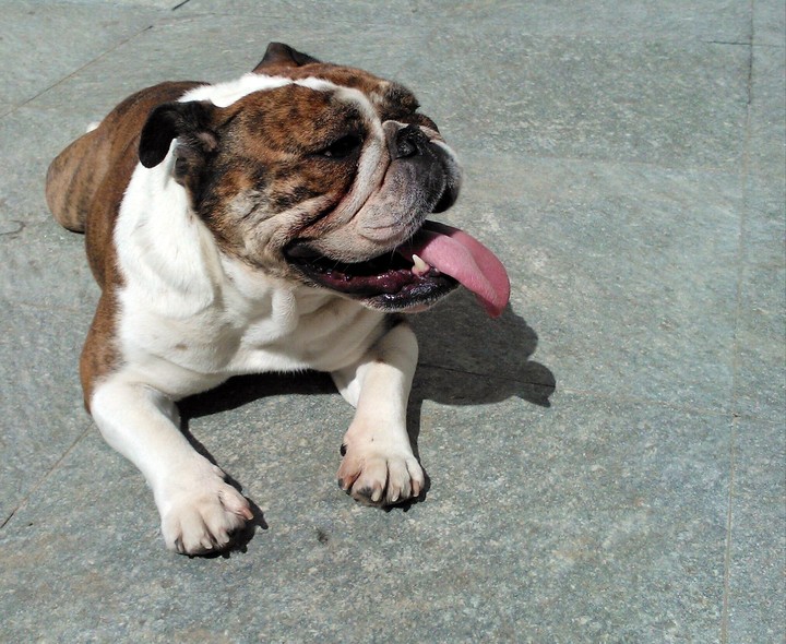 Bulldog