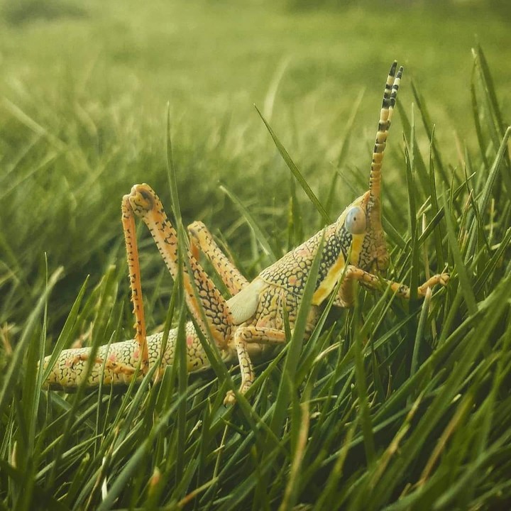 Nature