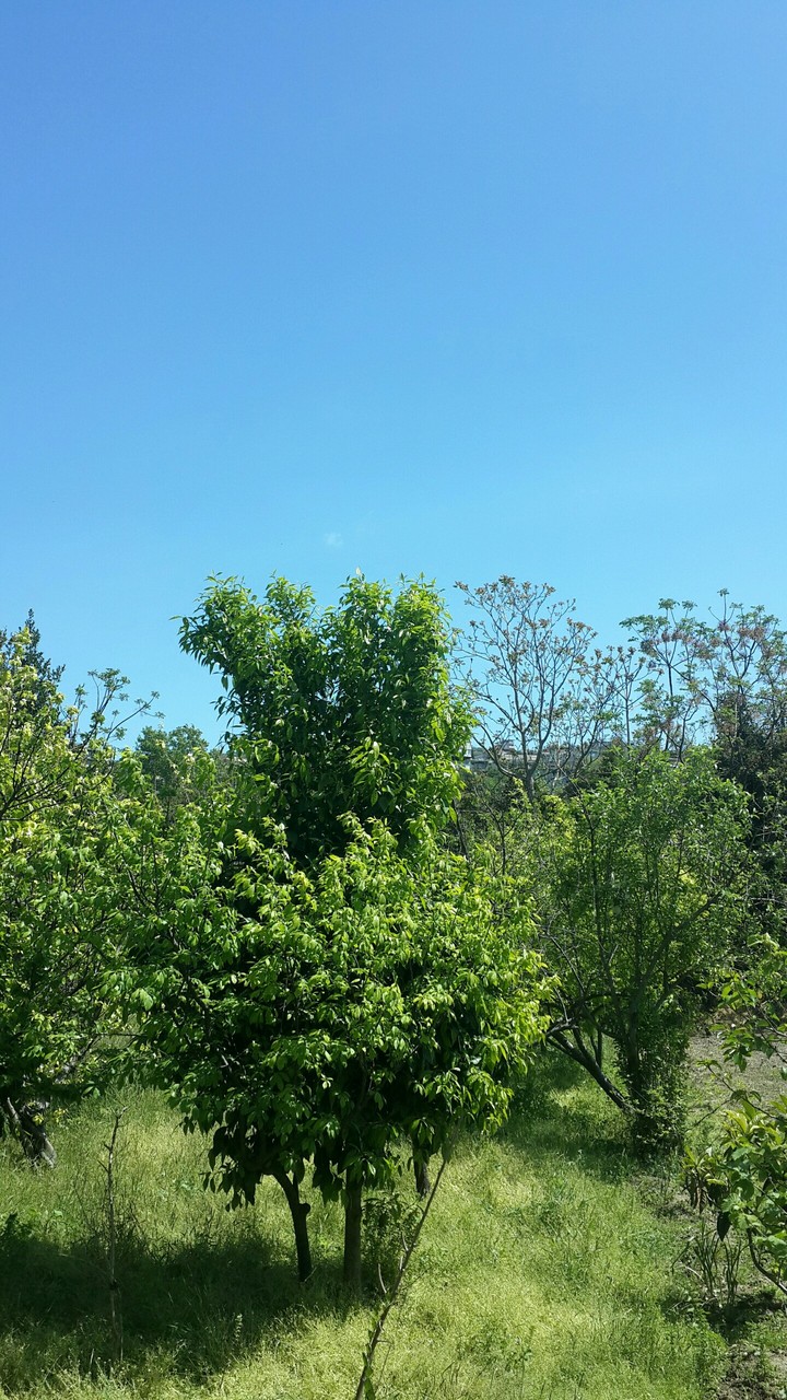 nature
