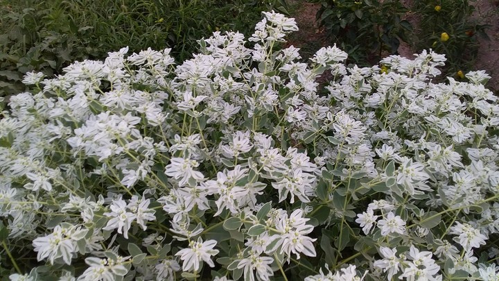 flowers