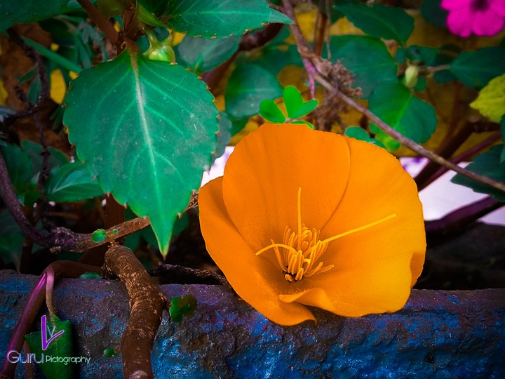 wonder of kodaikanal