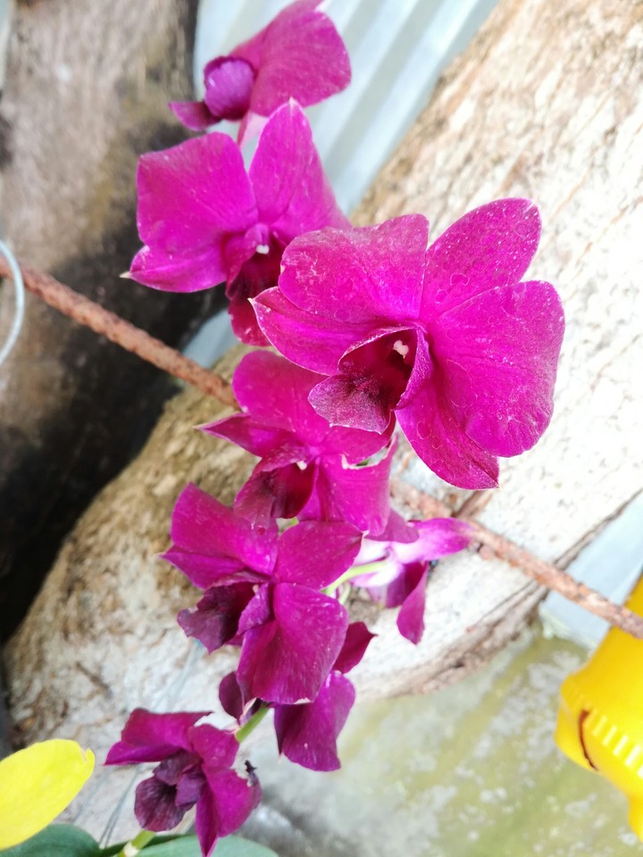 Hoa lan