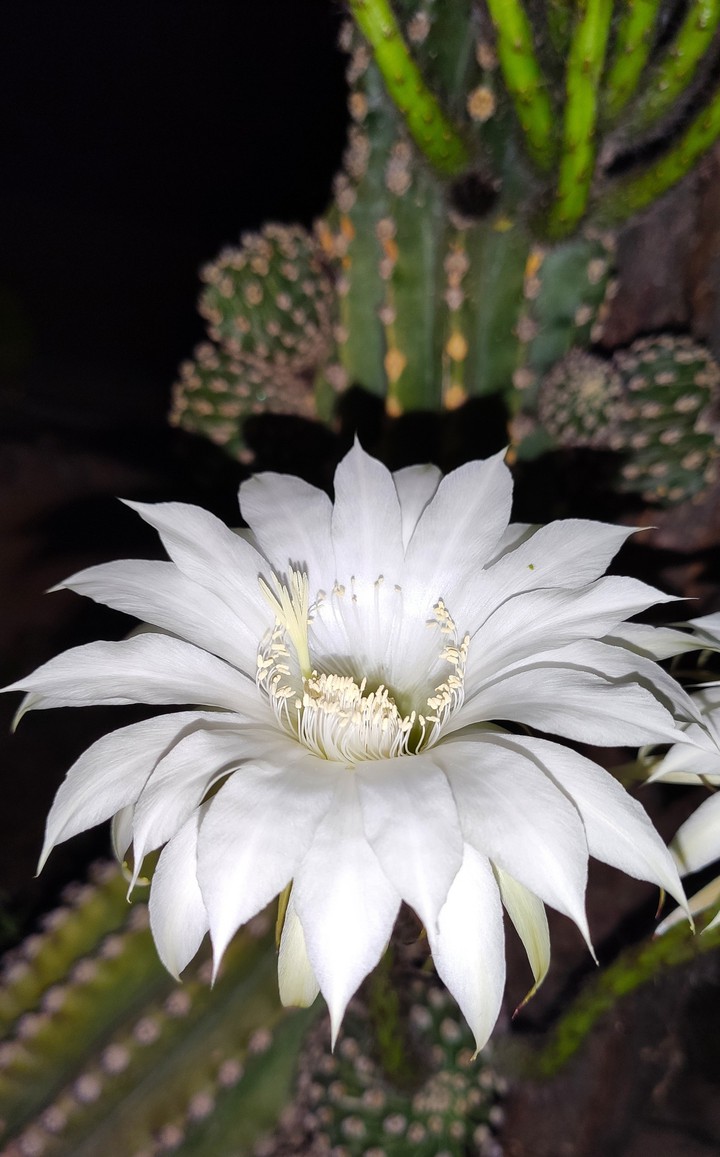 Cactus