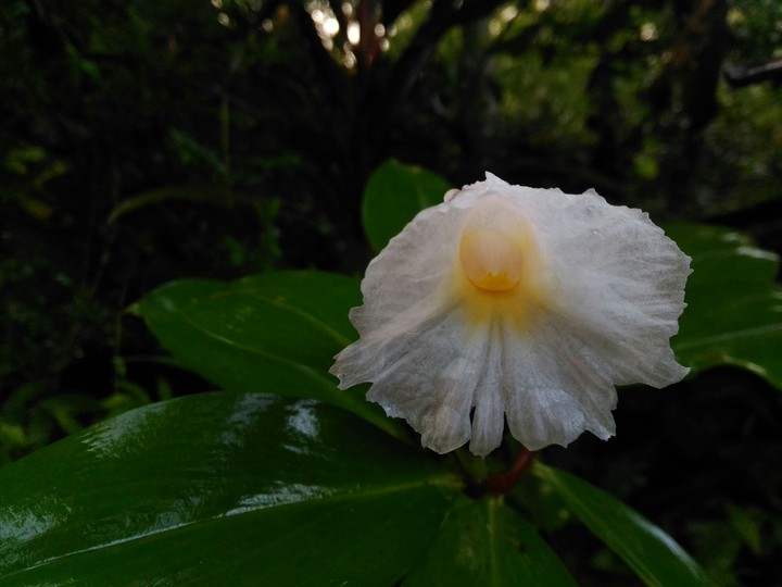 white flowers