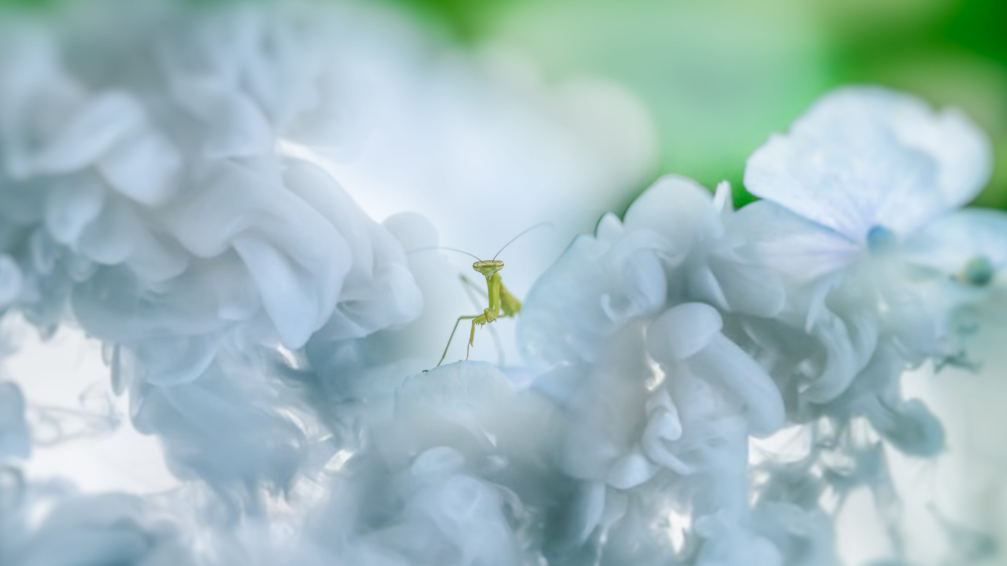 pollinator, pest Hintergrundbilder