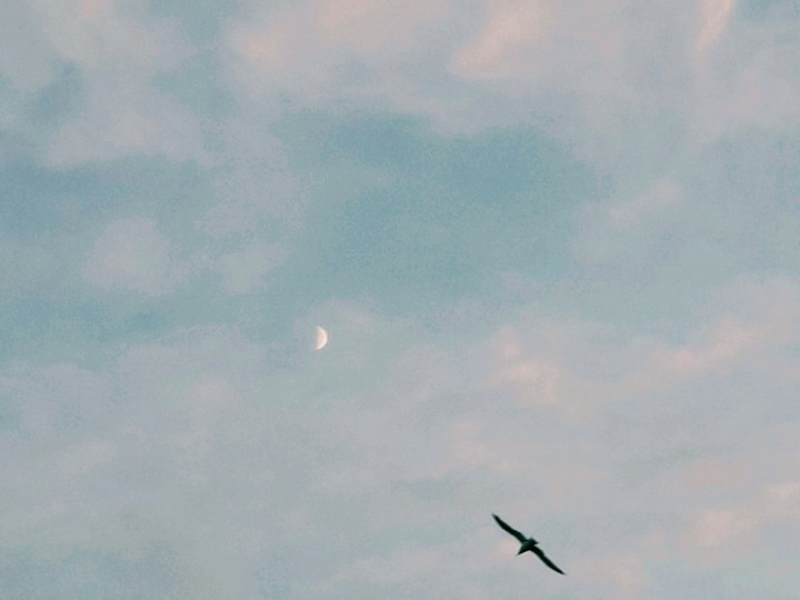 luna diurna