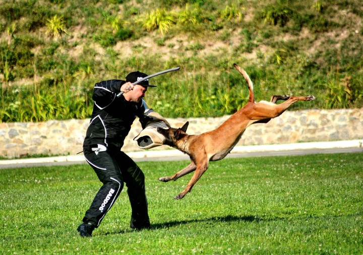 malinois