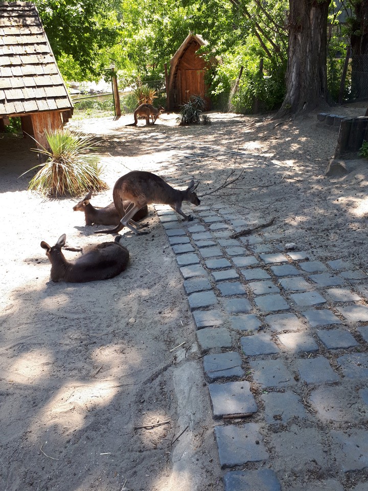 kangaroos