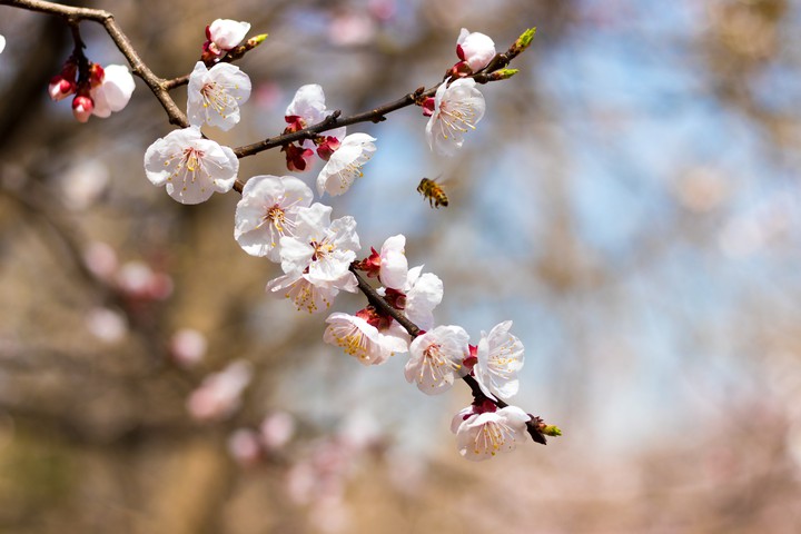 cherry blossoms with a bee