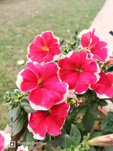 blossoms