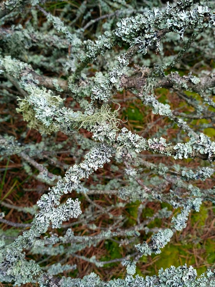 Lichen on pine branches (no filters)
