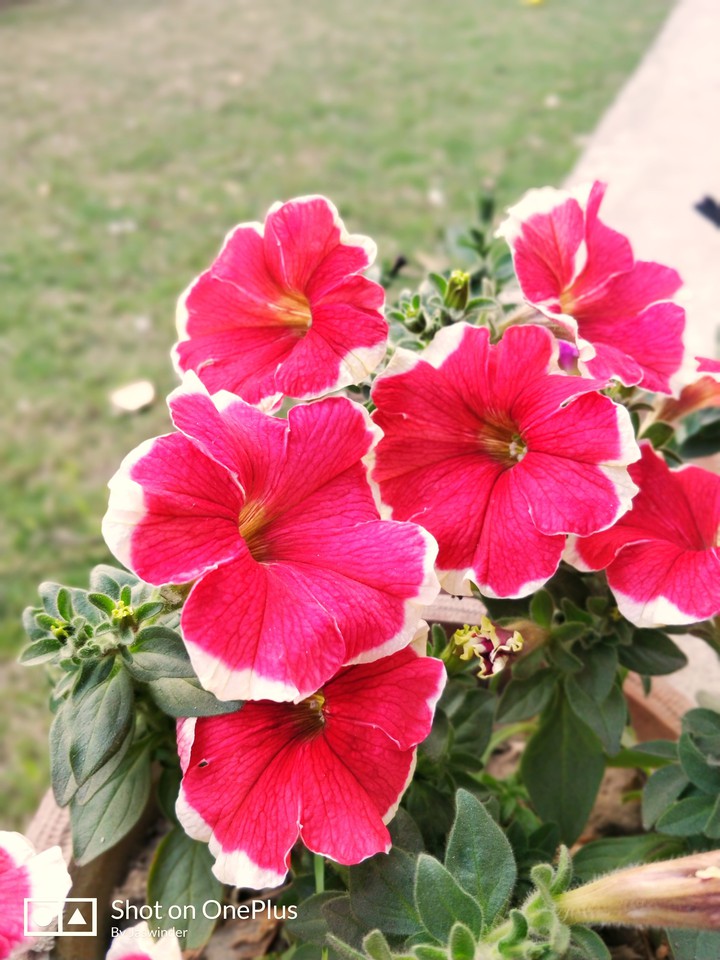 blossoms