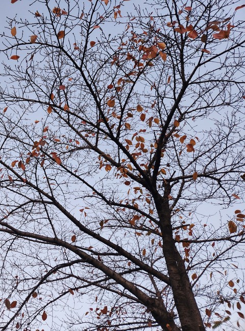 deciduous, tree वॉलपेपर