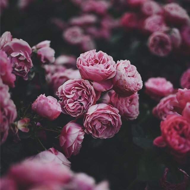 spring love