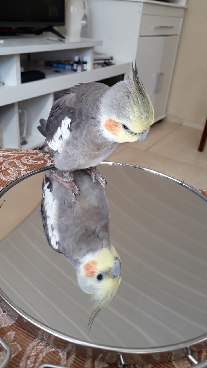 calopsita e o espelho