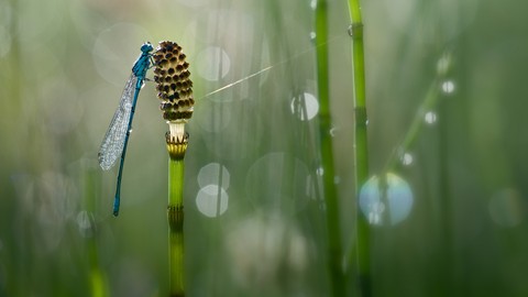 dragonfly, Yellow wallpapers