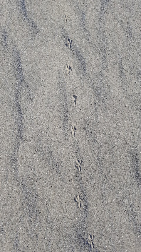 Footprint on Grey beach