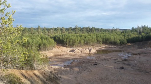 forest