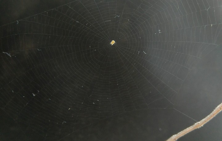spider web