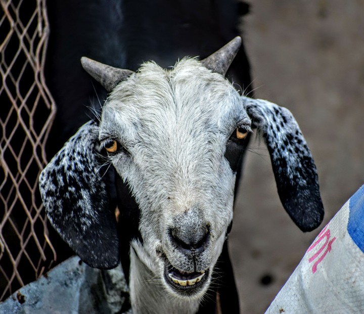 bakra