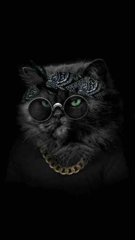 коте