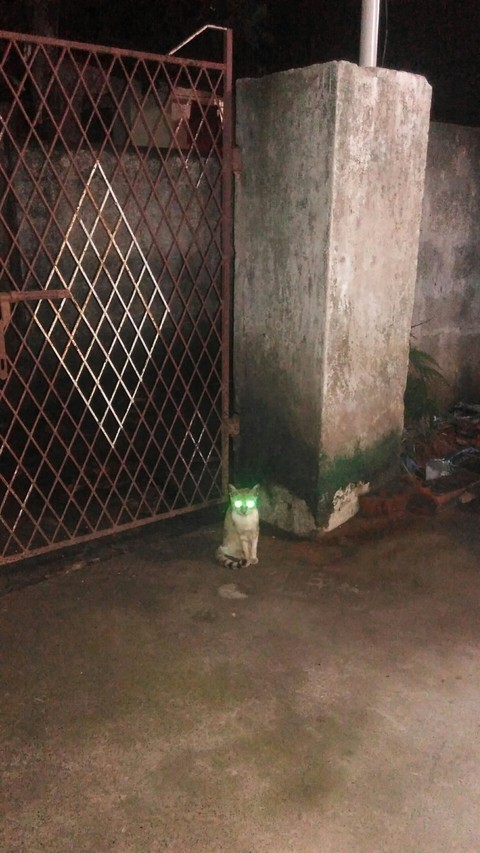 Eye's of cat..:)